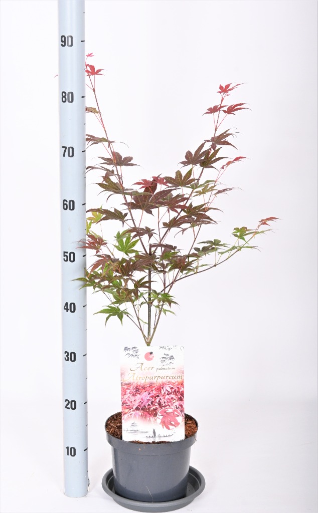 Acer pal. Atropurpureum
