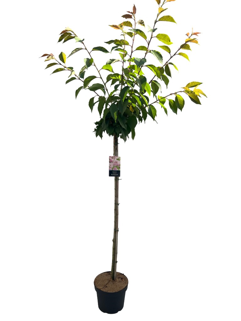 Picture of Prunus serrulata Kanzan P29 (10 Ltr) 120/STD