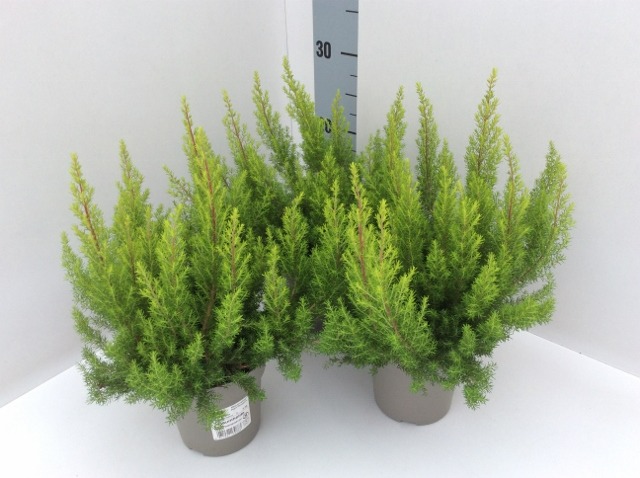 Picture of Erica arborea Estrella Gold P12 30-CM