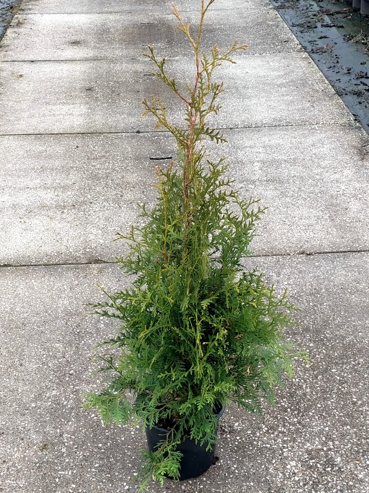 Picture of Thuja occ. Brabant P23 (5 Ltr) 80-100 cm