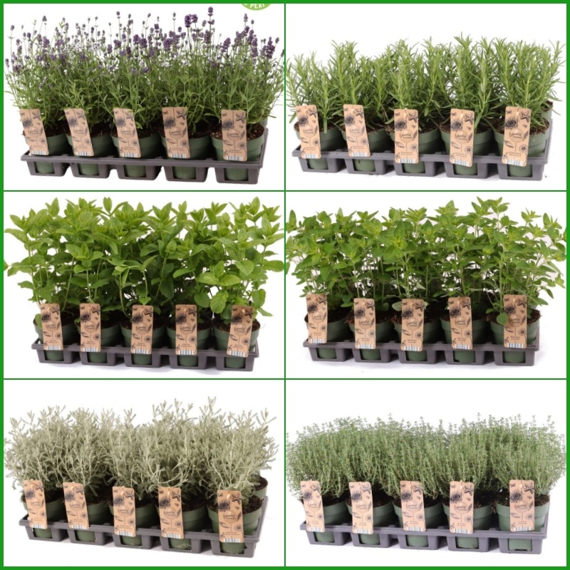 Bild von Trolley Deal 2025 Herbs in 5-6 varieties P12