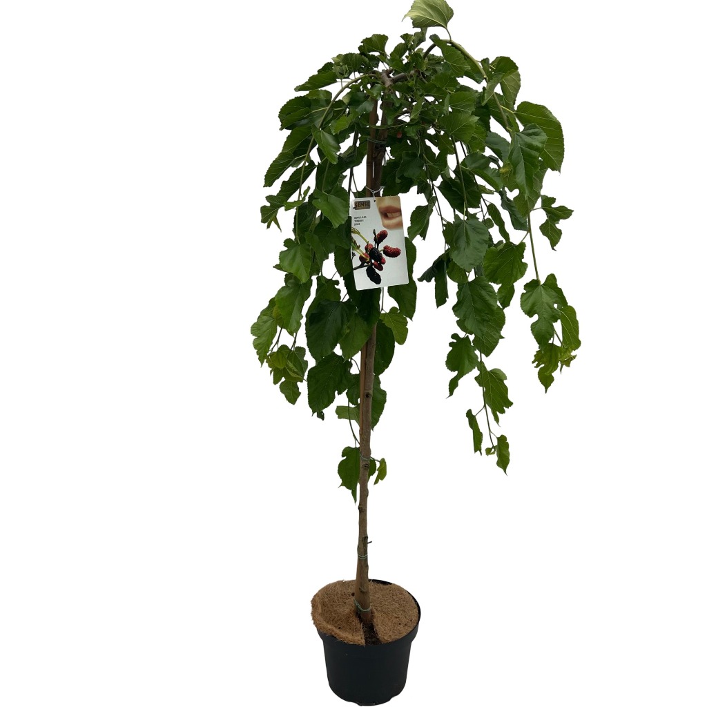 Picture of Morus alba Pendula P27 (7.5 Ltr) 120/STD