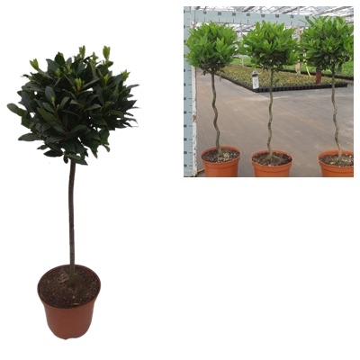 Picture of Trolley Deal 2024 Laurus Nobilis P29 (10 Ltr) 60/Std & 60/Std twisted F.O. (140)