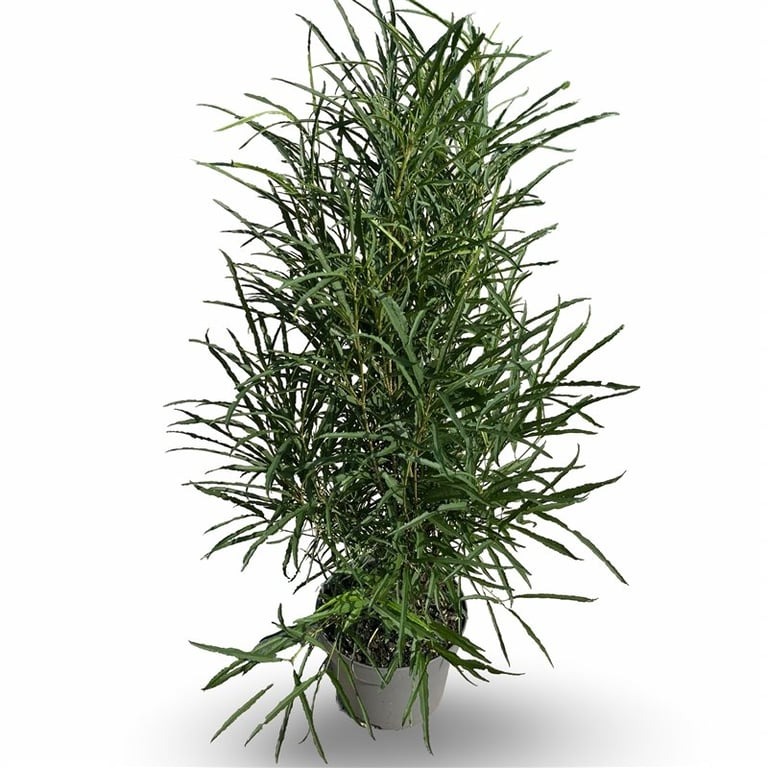 Picture of Frangula alnus Fine Line P21 (4 Ltr) 60/80CM