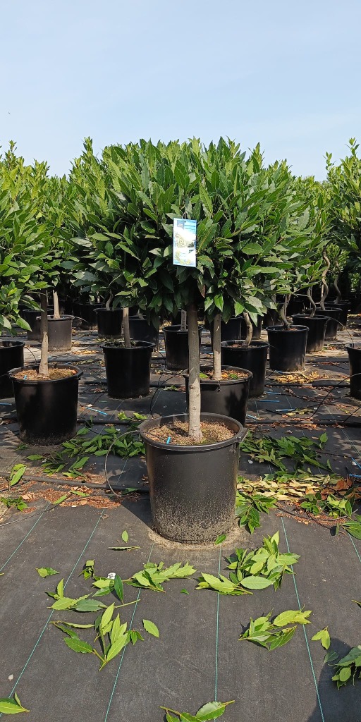 laurus nobilis