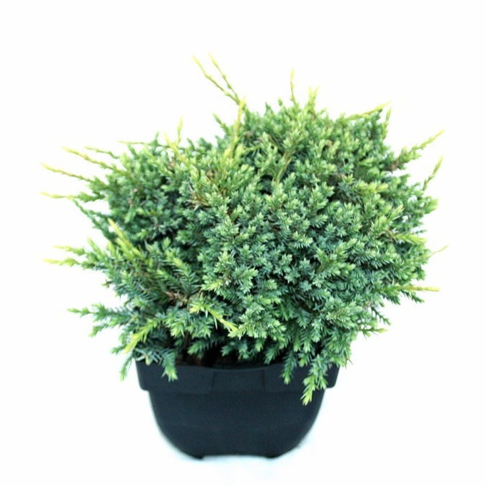 Picture of Juniperus squamata Holger P17 (2 Ltr) 20/25