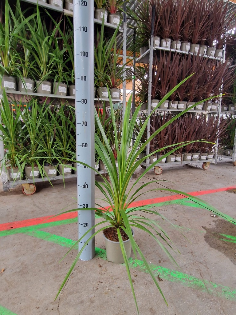 Picture of Cordyline australis Peko P17 (2 Ltr)