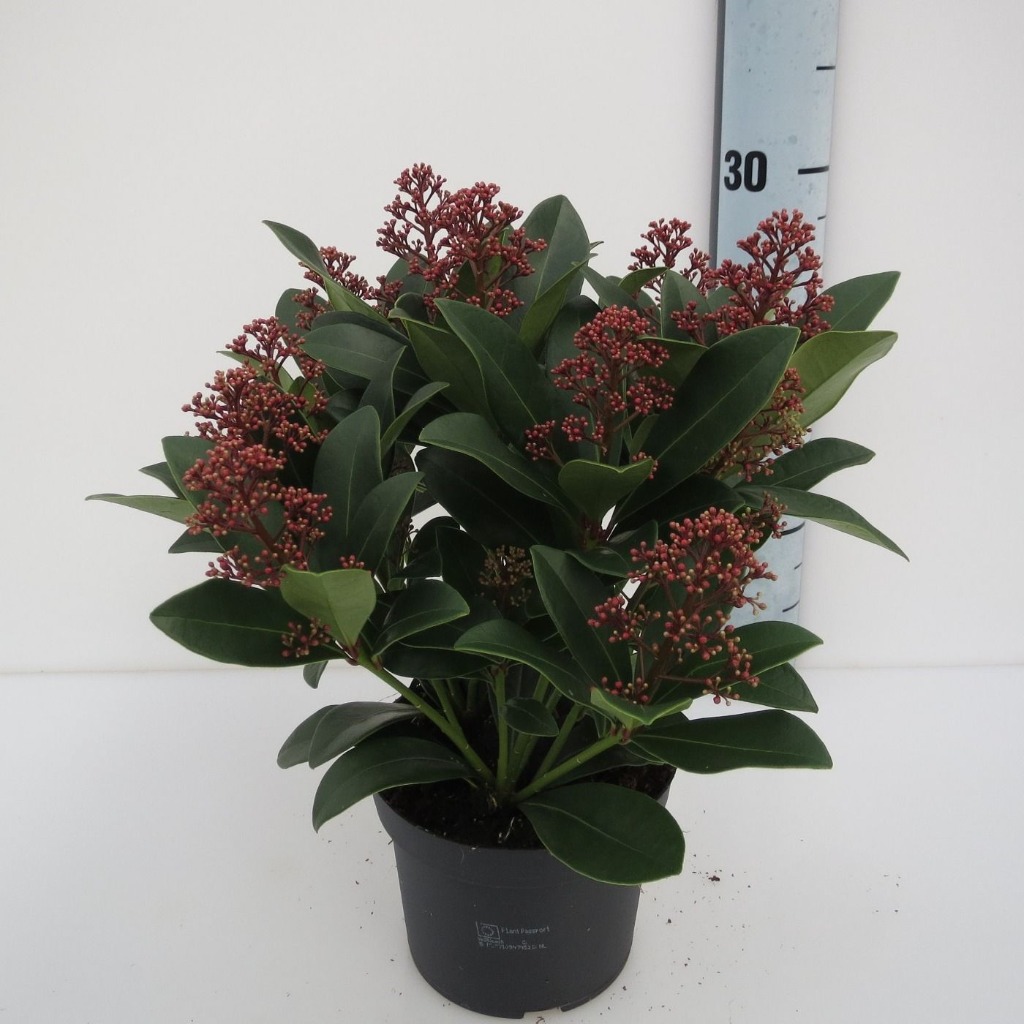 Picture of Skimmia jap. Rubella P13-(1-LTR) 10+ bloem