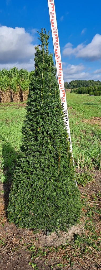 Image de Taxus Baccata ROOTBALL Cone 125/150