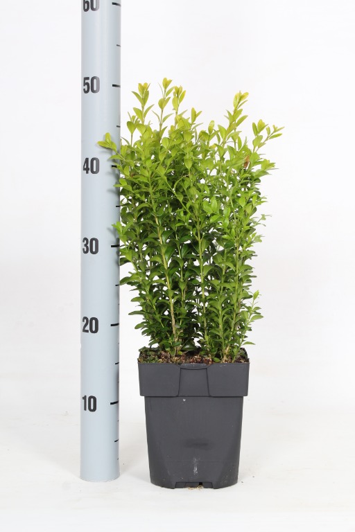 Picture of Buxus sempervirens P17 (2 Ltr) Square 35/CM