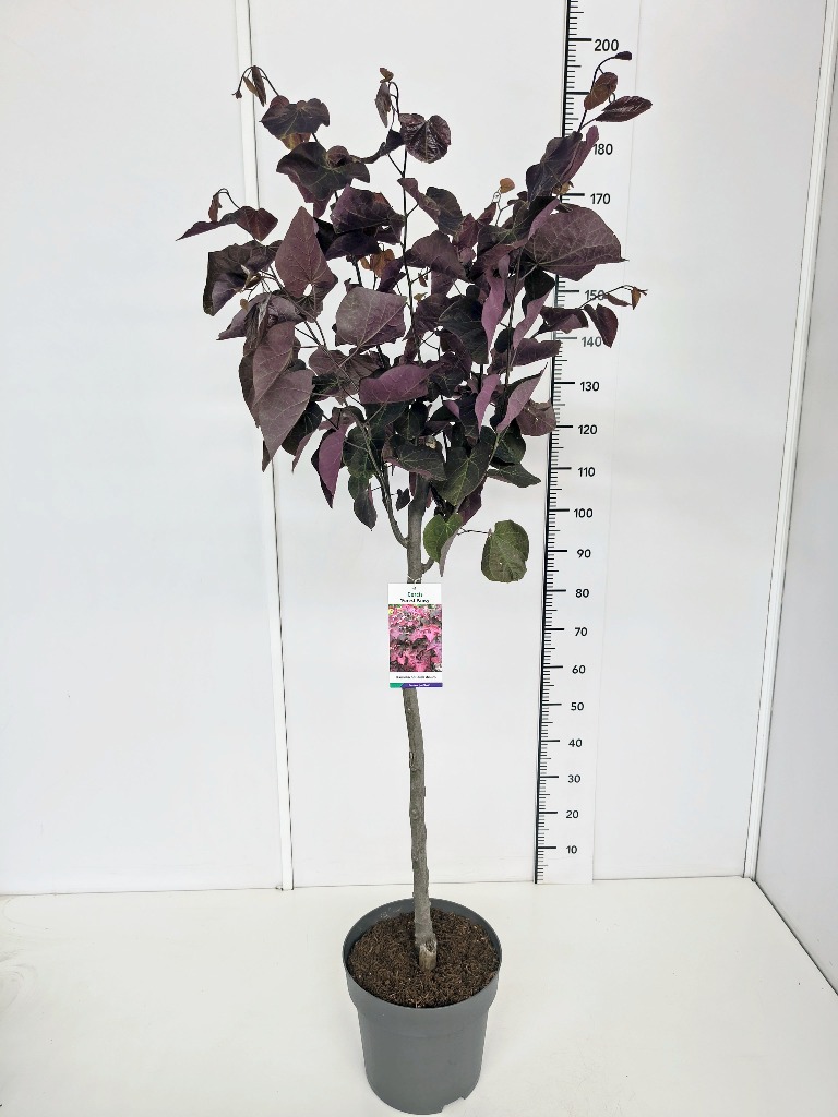 Picture of Cercis can. Forest Pansy P31-(12-LTR) 175/200CM