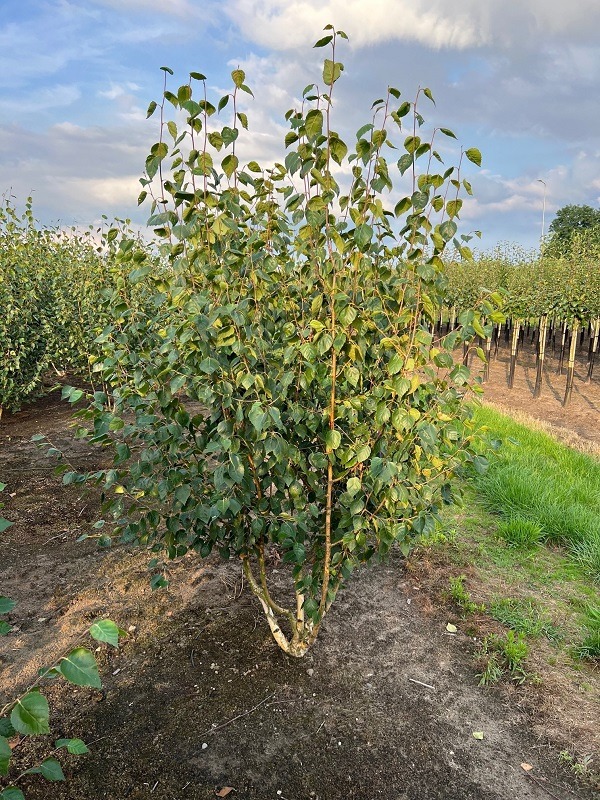Obrázek Betula utilis Doorenbos ROOTBALL 200/250-MULTISTEM