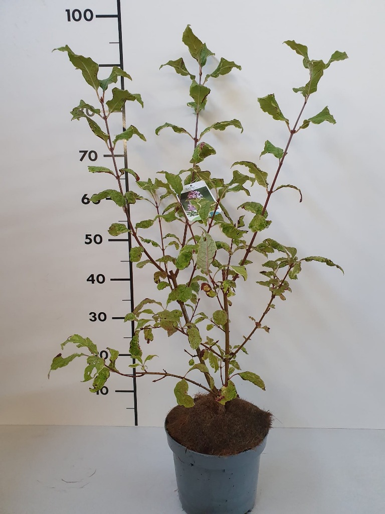 Picture of Syringa josikaea Louise P21 (4 Ltr)