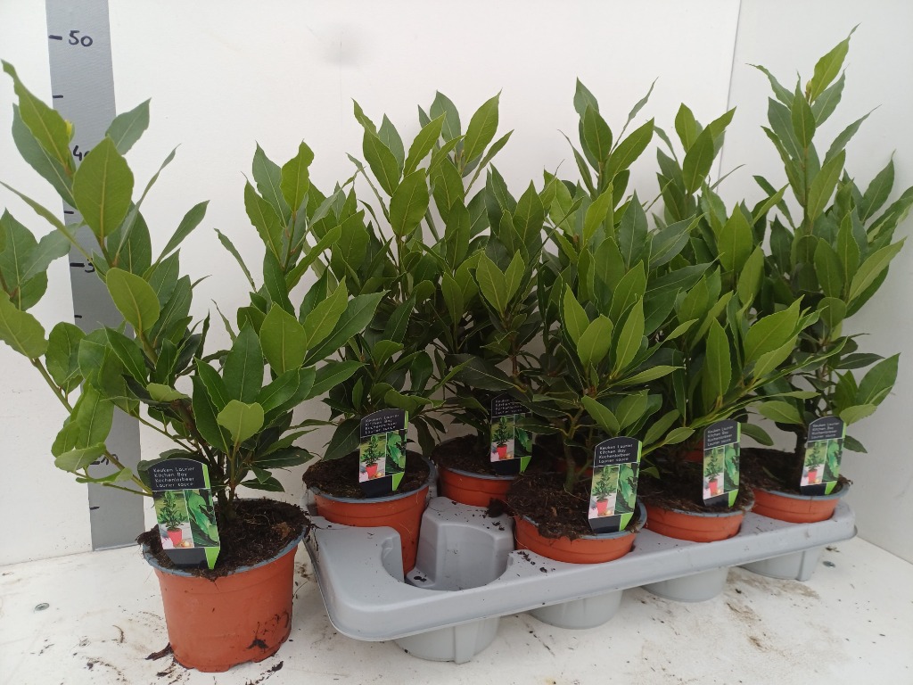 Laurus nobilis