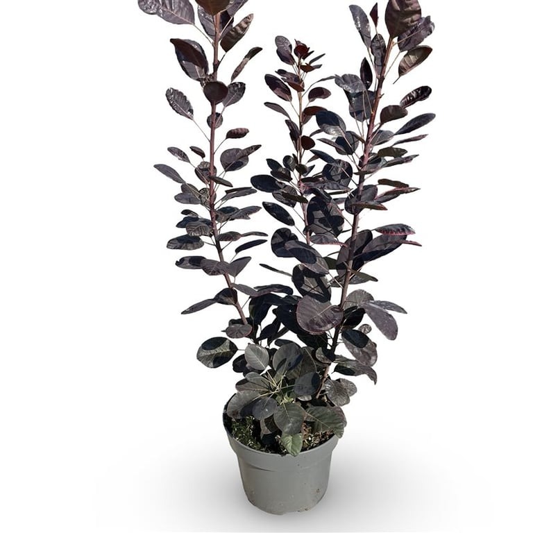 Picture of Cotinus cogg. Royal Purple P21 (4 Ltr) 40/60CM