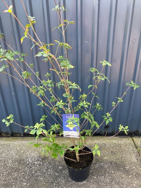 Cornus kousa chinensis