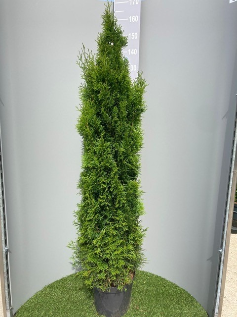 Picture of Thuja occidentalis Smaragd P32 (15 Ltr) 150-175-cm