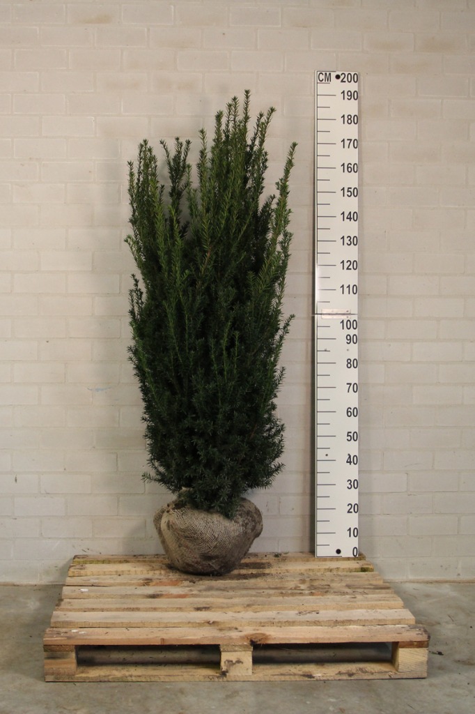 Picture of Taxus media Hillii ROOTBALL 150/175CM