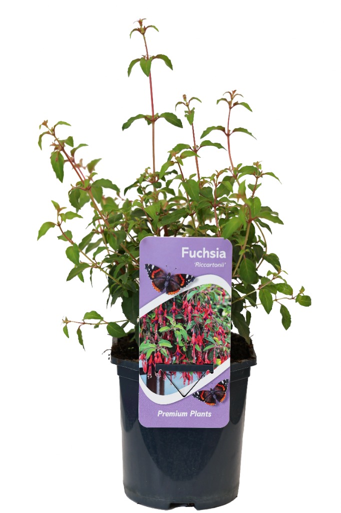 Fuchsia Riccartonii