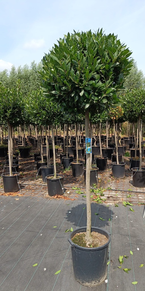 Laurus nobilis