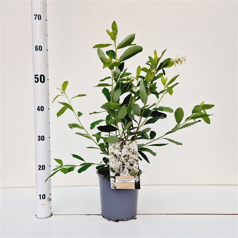 Picture of Exochorda racemosa Niagara P18 (2.5 Ltr) 30/40CM