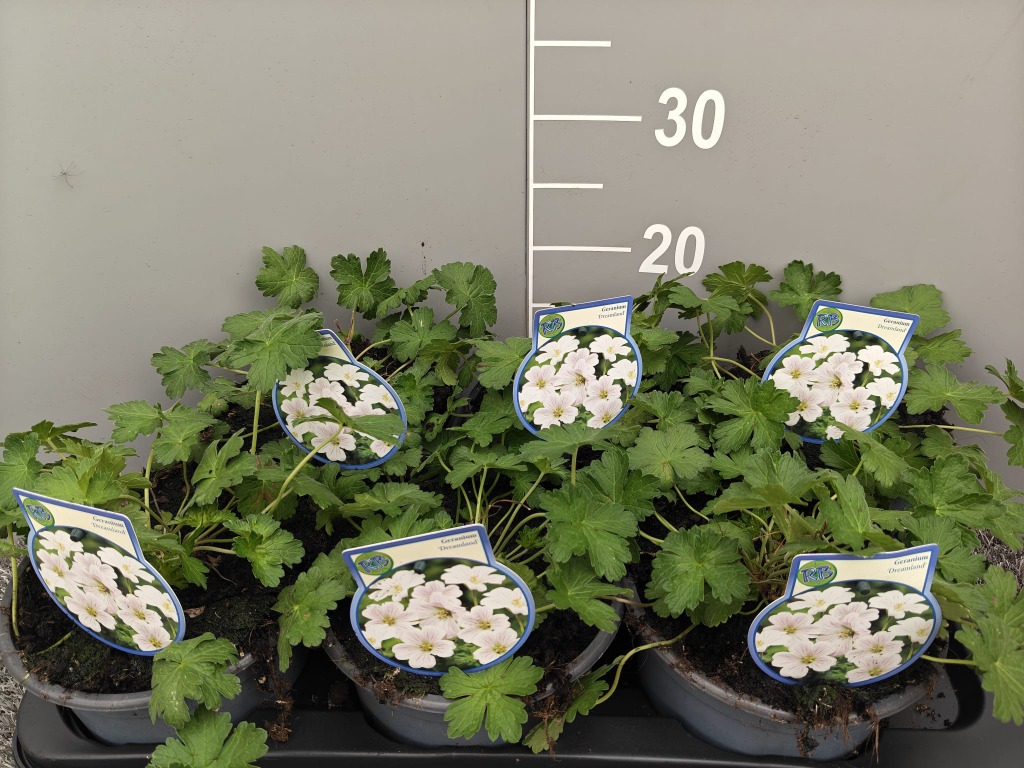 Geranium Dreamland