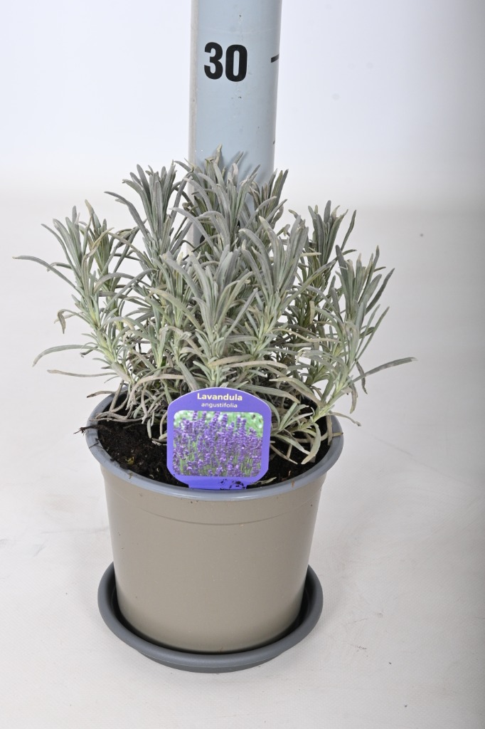 Picture of Lavandula angustifolia P14 INCL-LABEL