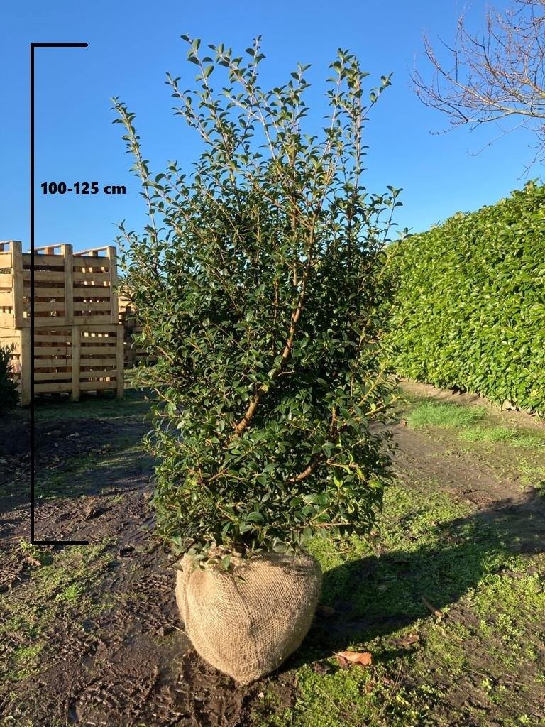 Picture of Osmanthus burkwoodii ROOTBALL 100/120CM