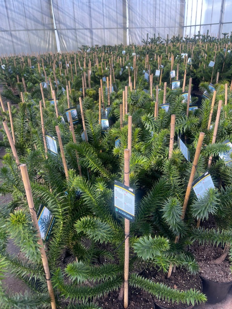 Picture of Araucaria araucana P32 (15 Ltr) 80/100