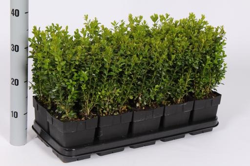 Picture of Buxus sempervirens P13 BUSH