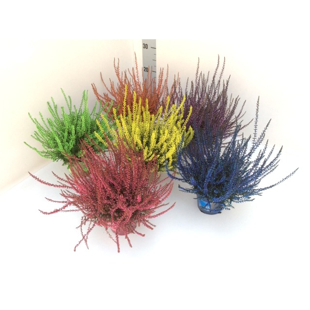 Picture of Calluna vulgaris painted P11