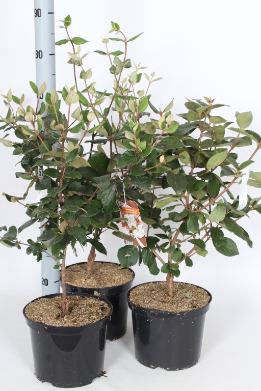 Picture of Viburnum in varieties P23 (5 Ltr) 50/60