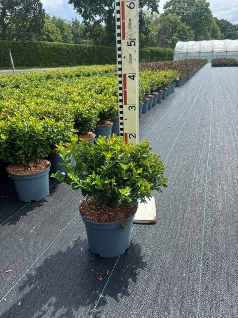 Ilex mes. Little Rascal