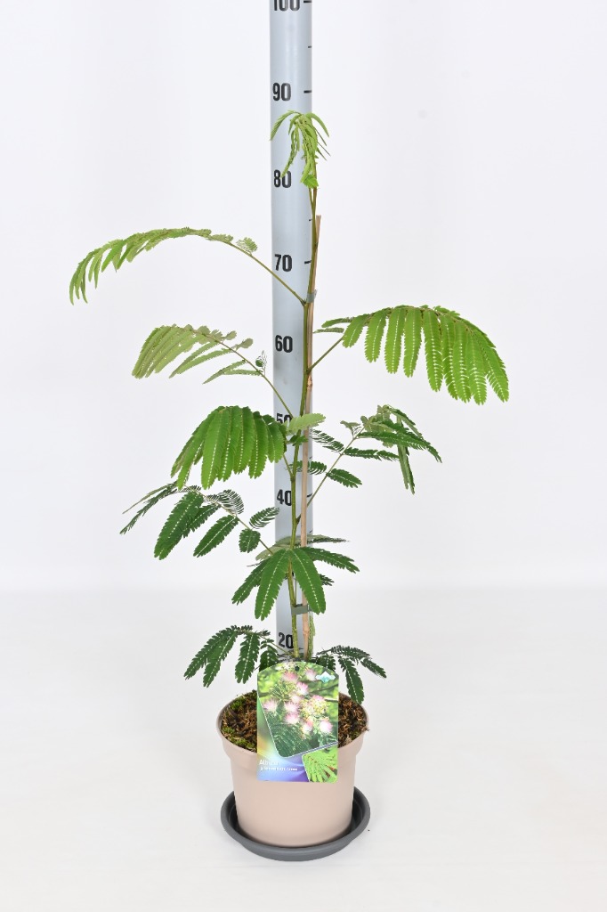 Picture of Albizia jul. Rosea P19 (3 Ltr) 60/80