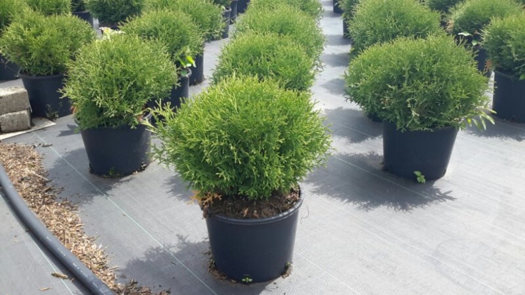 Thuja occ. Tiny Tim