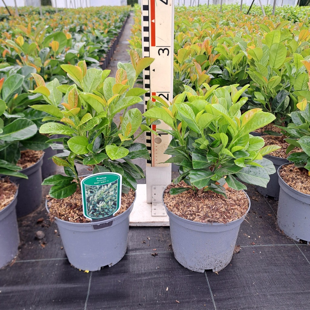 Picture of Prunus laur. Etna P19 (3 Ltr) 30CM