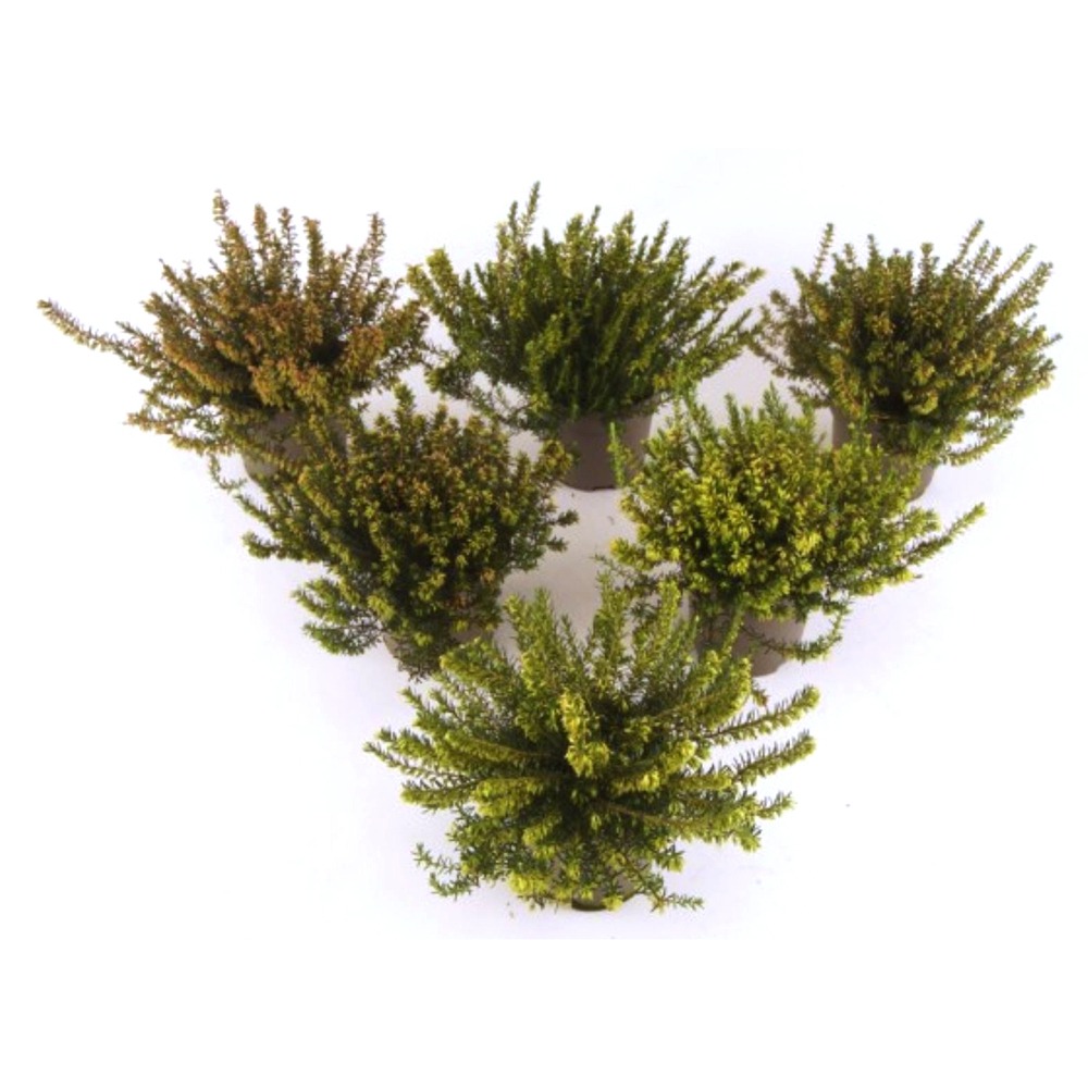 Picture of Erica carnea mix P11 20-CM
