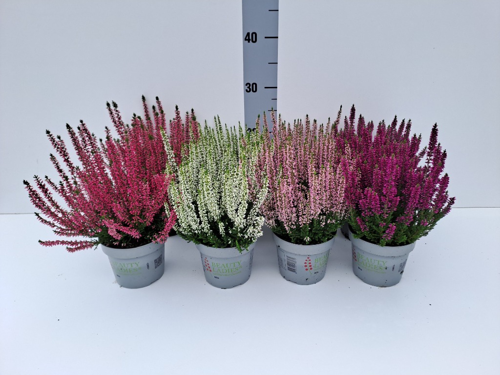 Obrázek Calluna Beauty Ladies P12