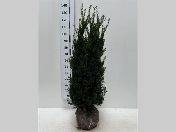 Picture of Taxus media Hicksii ROOTBALL 120/140CM