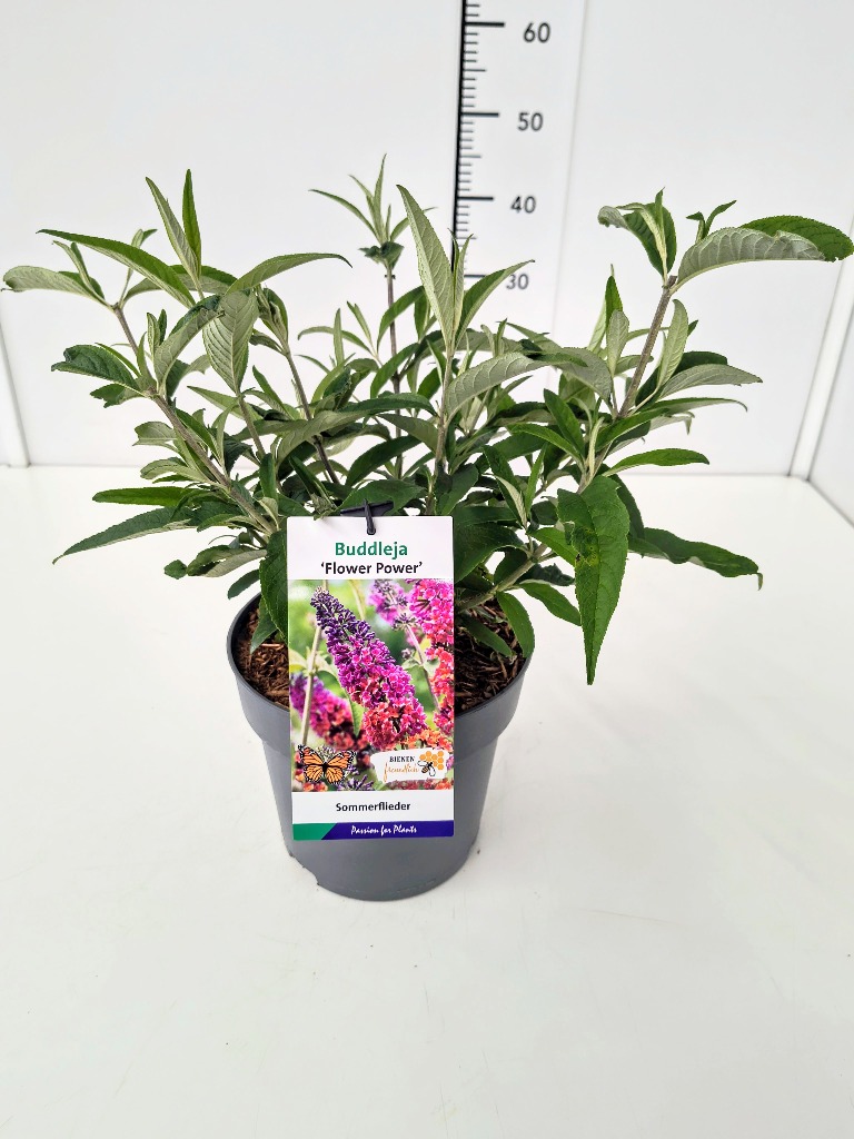 Picture of Buddleja dav. Flower Power P23 (5 Ltr)