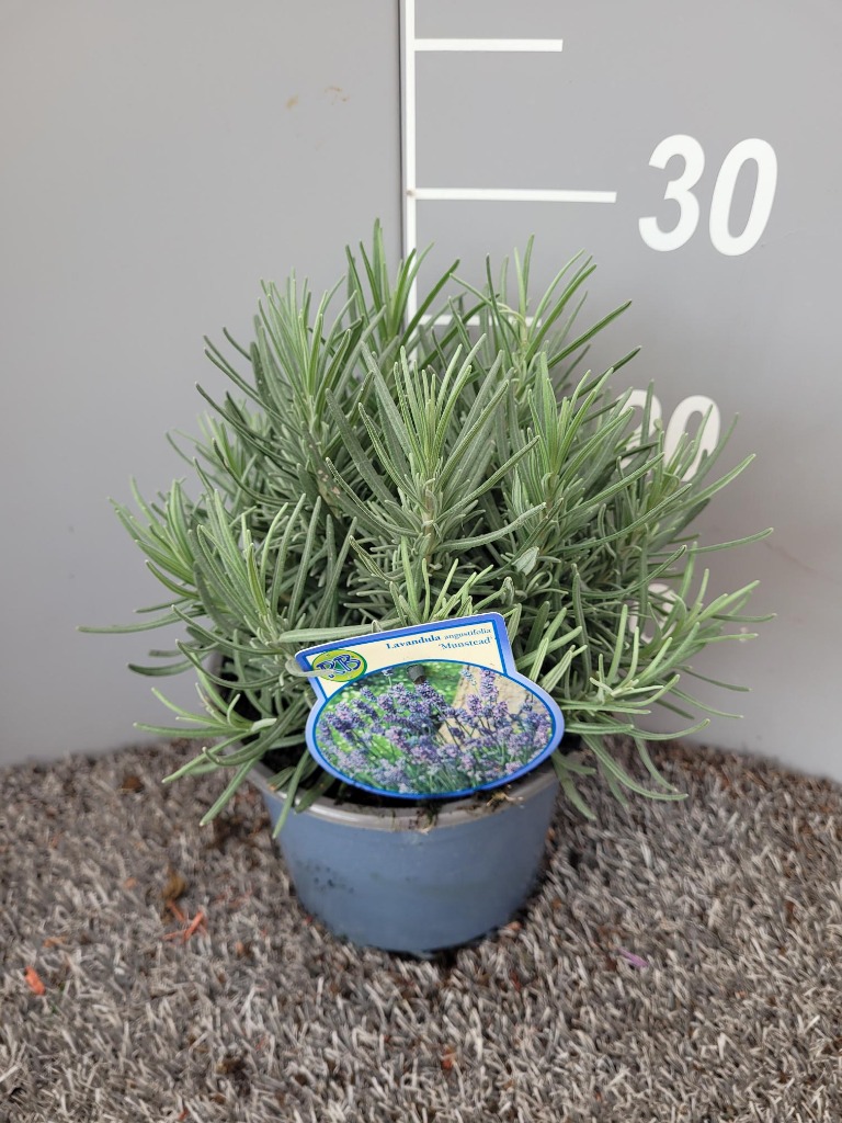 Picture of Lavandula ang. Munstead P17 (2 Ltr)