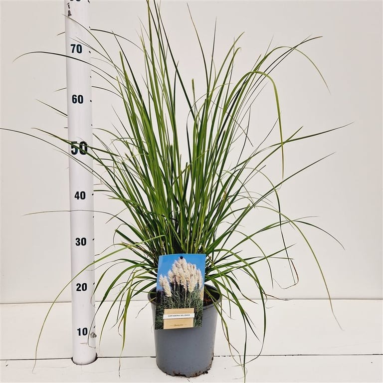 Picture of Cortaderia Selloana P18 (2.5 Ltr) 40/50CM