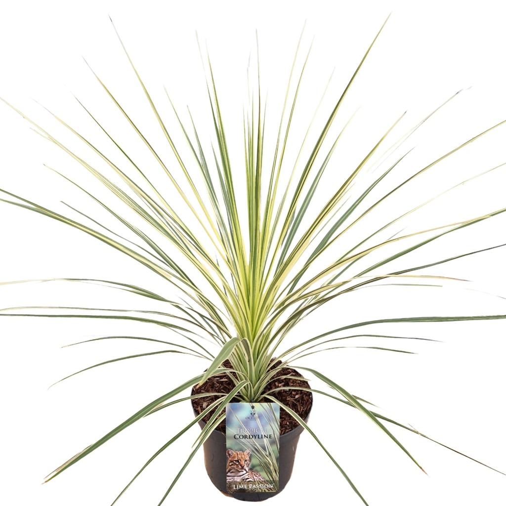 Picture of Cordyline australis Lime Passion P26 (7.5 Ltr)