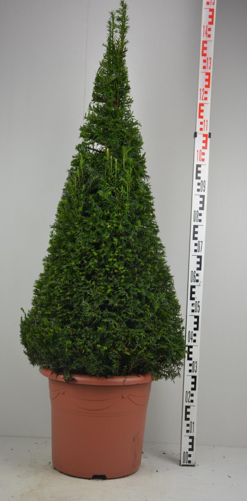 Picture of Taxus baccata EXTRA P40-(25-LTR) 120/130-PYRAMID