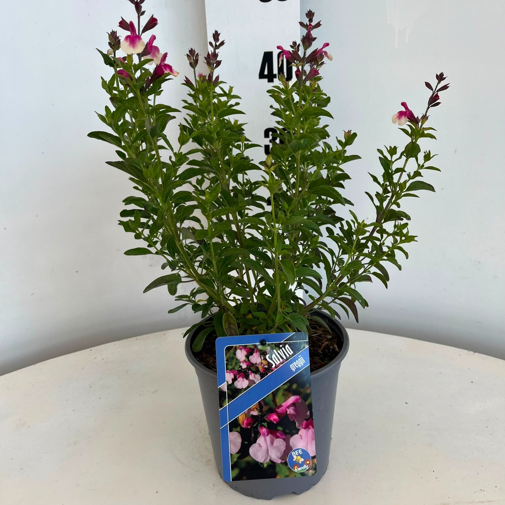 Salvia greggi