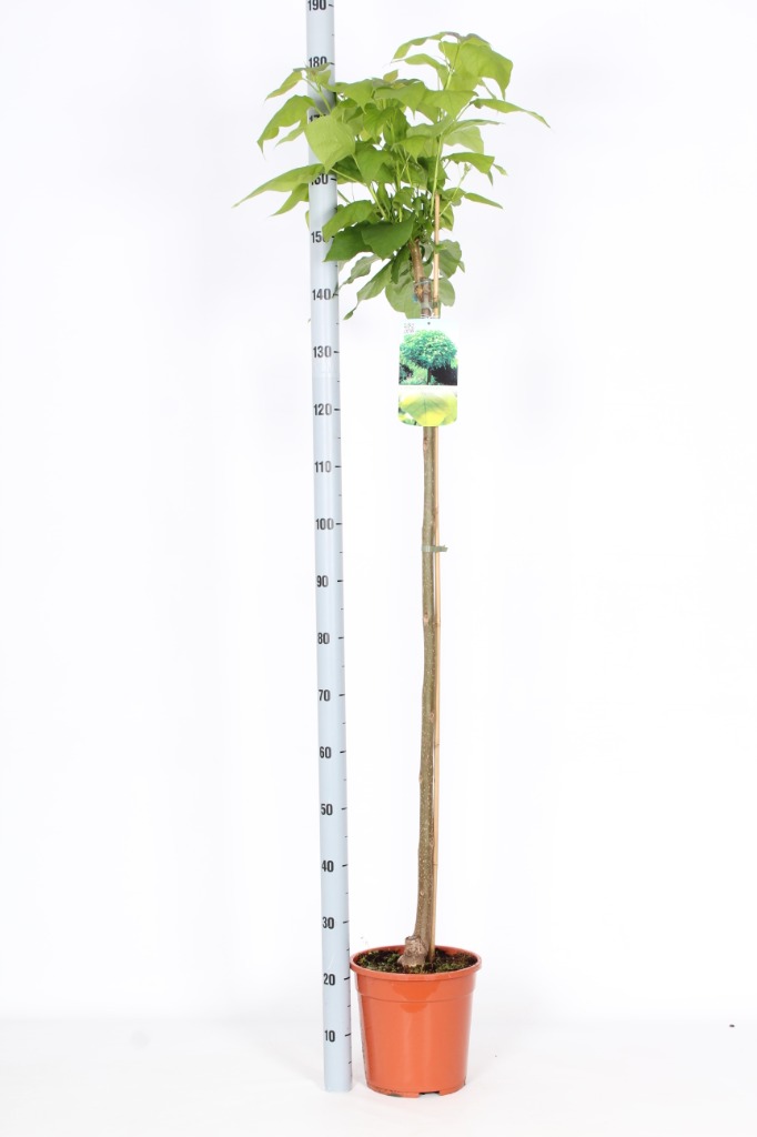 Picture of Catalpa bignonioides Nana P26 (7.5 Ltr) 120/STD