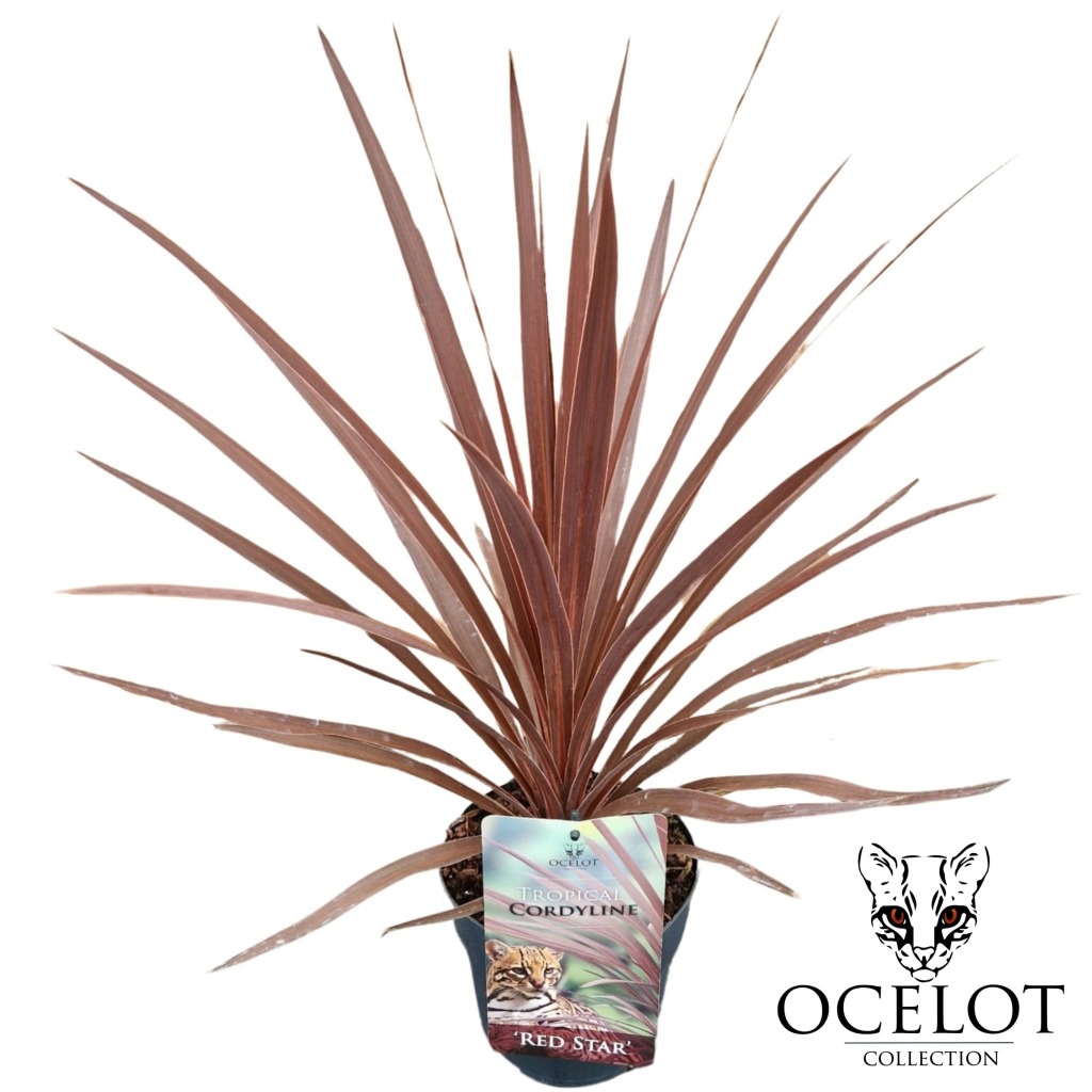 Picture of Cordyline australis Red Star P17 (2 Ltr)