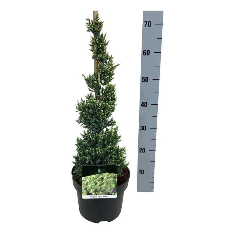 Picture of Juniperus squam. Holger P23 (5 Ltr) PYRAMID