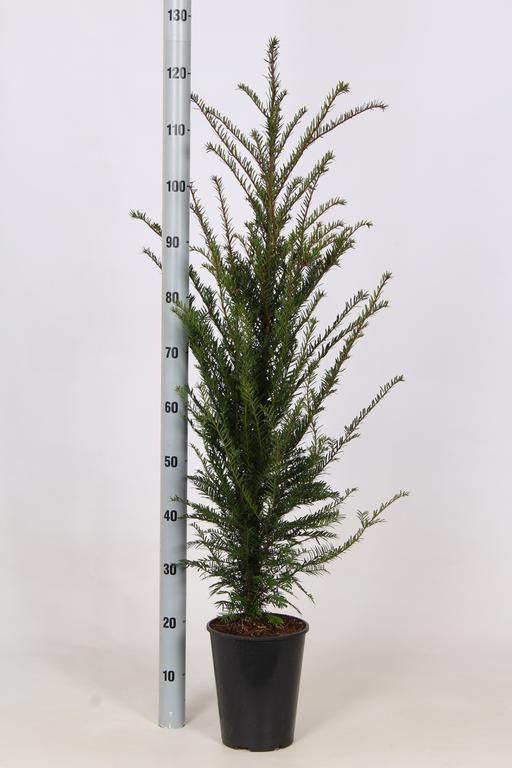 Picture of Trolley Deal 2024 Taxus baccata P21 (4 Ltr) 60/80 F.O. (052)