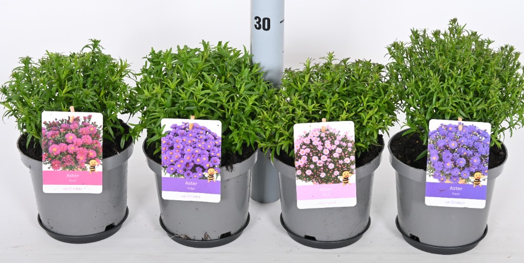 Picture of Aster in varieties P17 (2 Ltr)